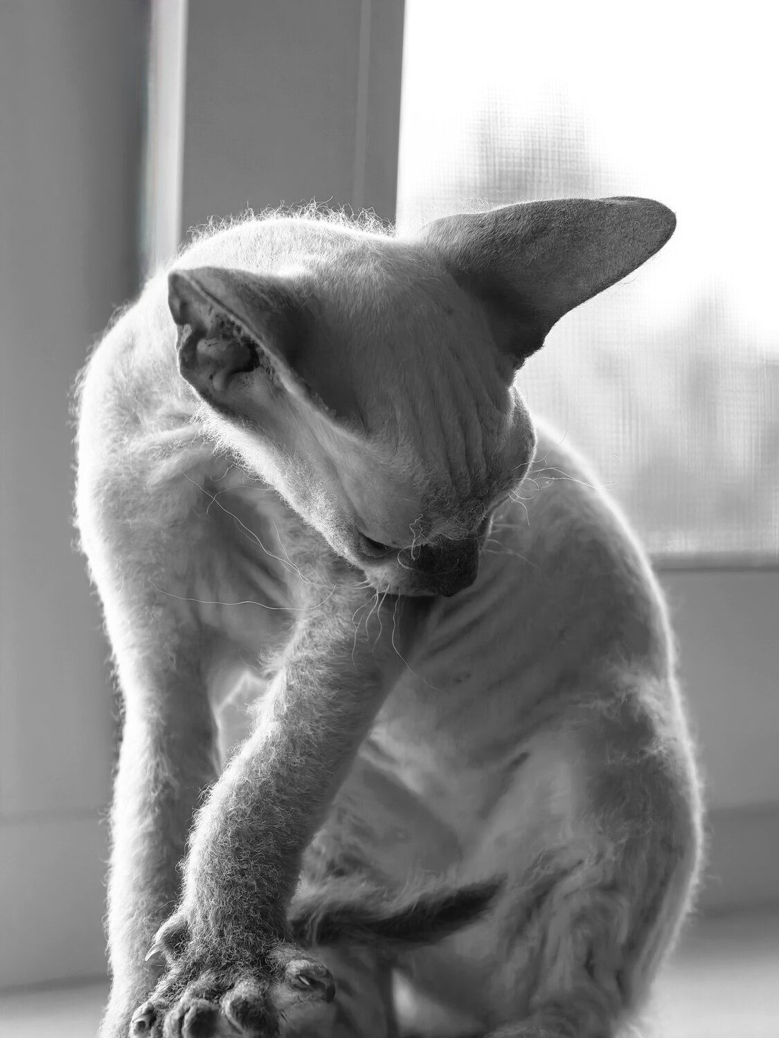 Photo #14047233