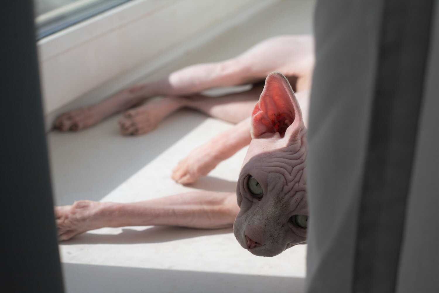 Photo #14047237