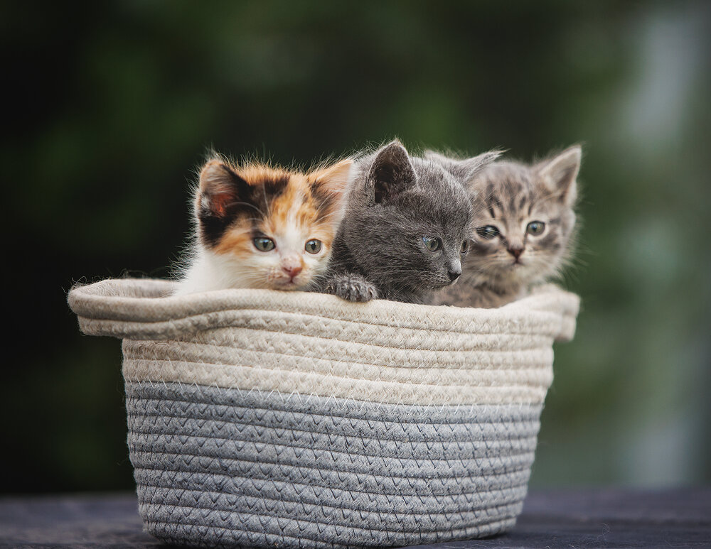 Photograph by Елена Самусенкова