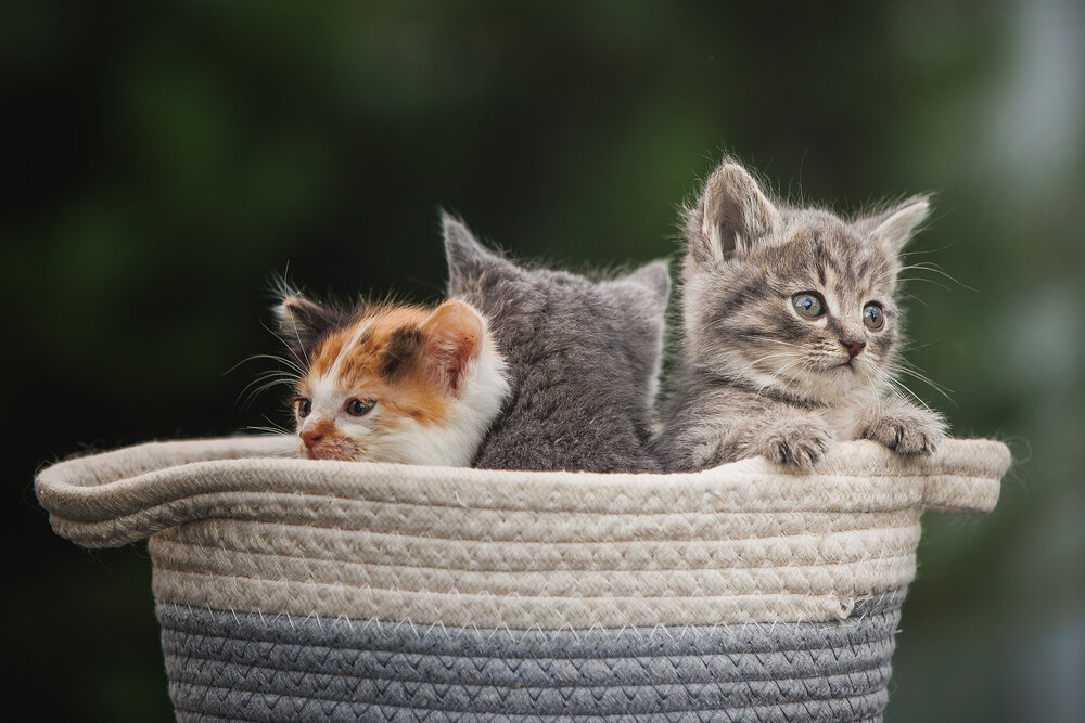 Photograph by Елена Самусенкова
