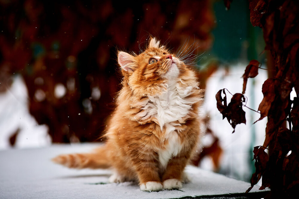 Photograph by TOTORO
