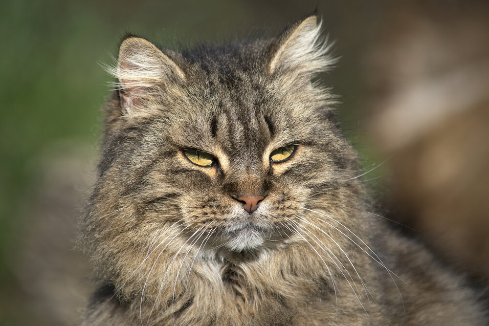 Sguardo felino