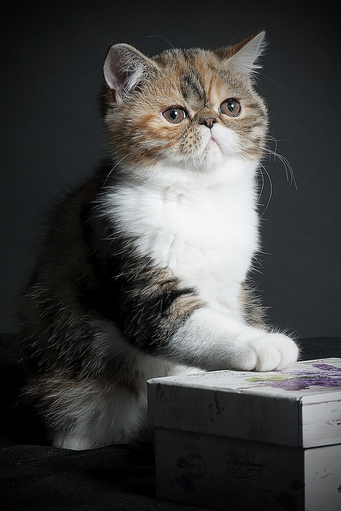 Photograph by Мария Лавриненко