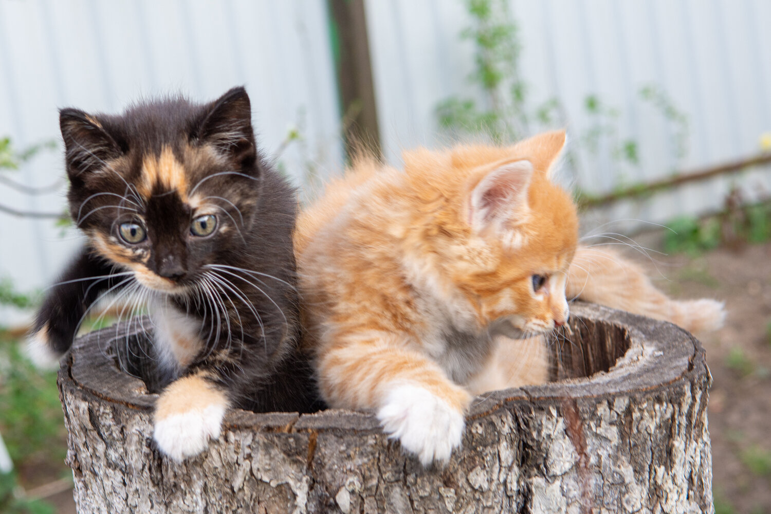Photo #14047478
