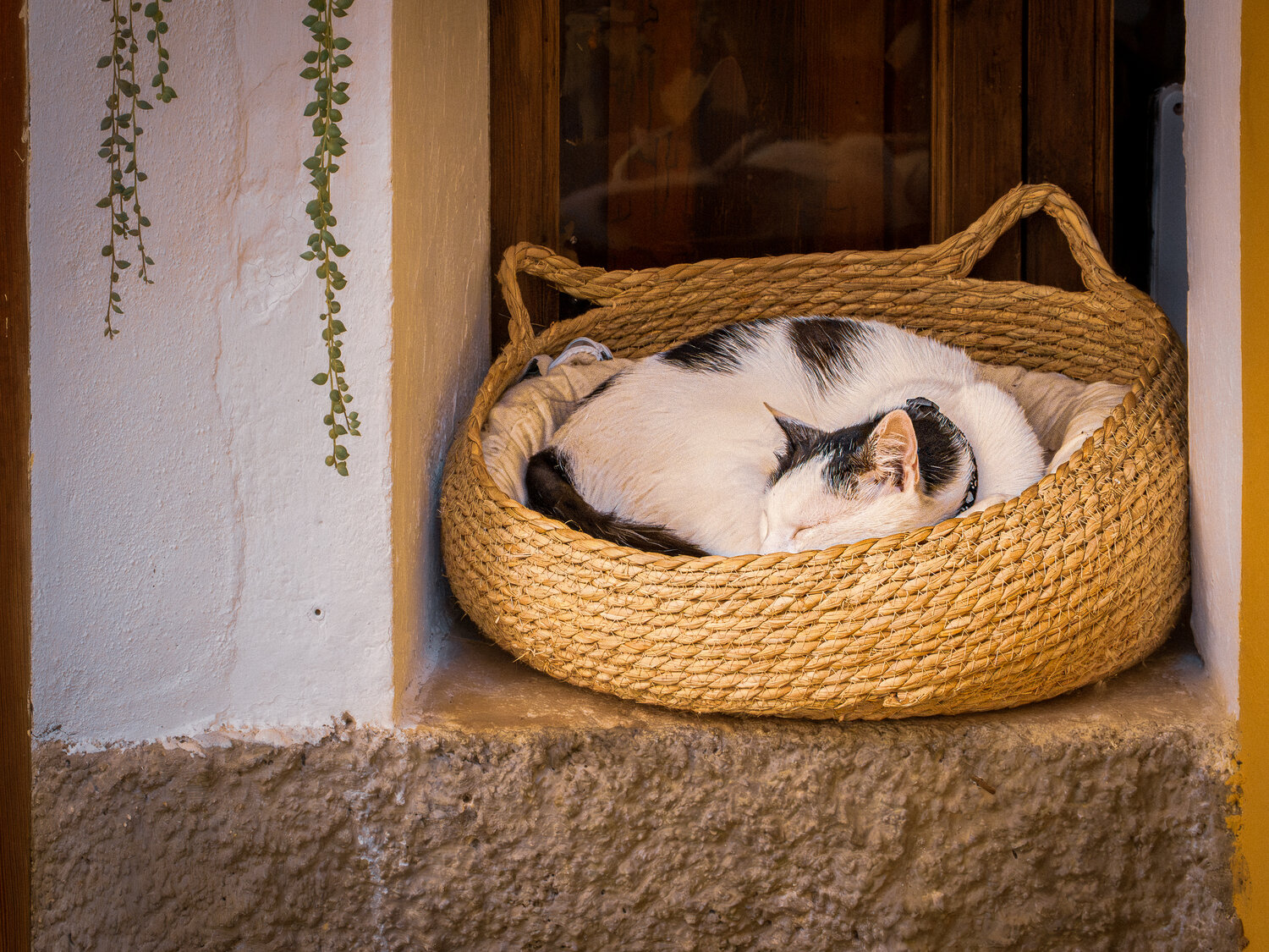 Photo #14047518