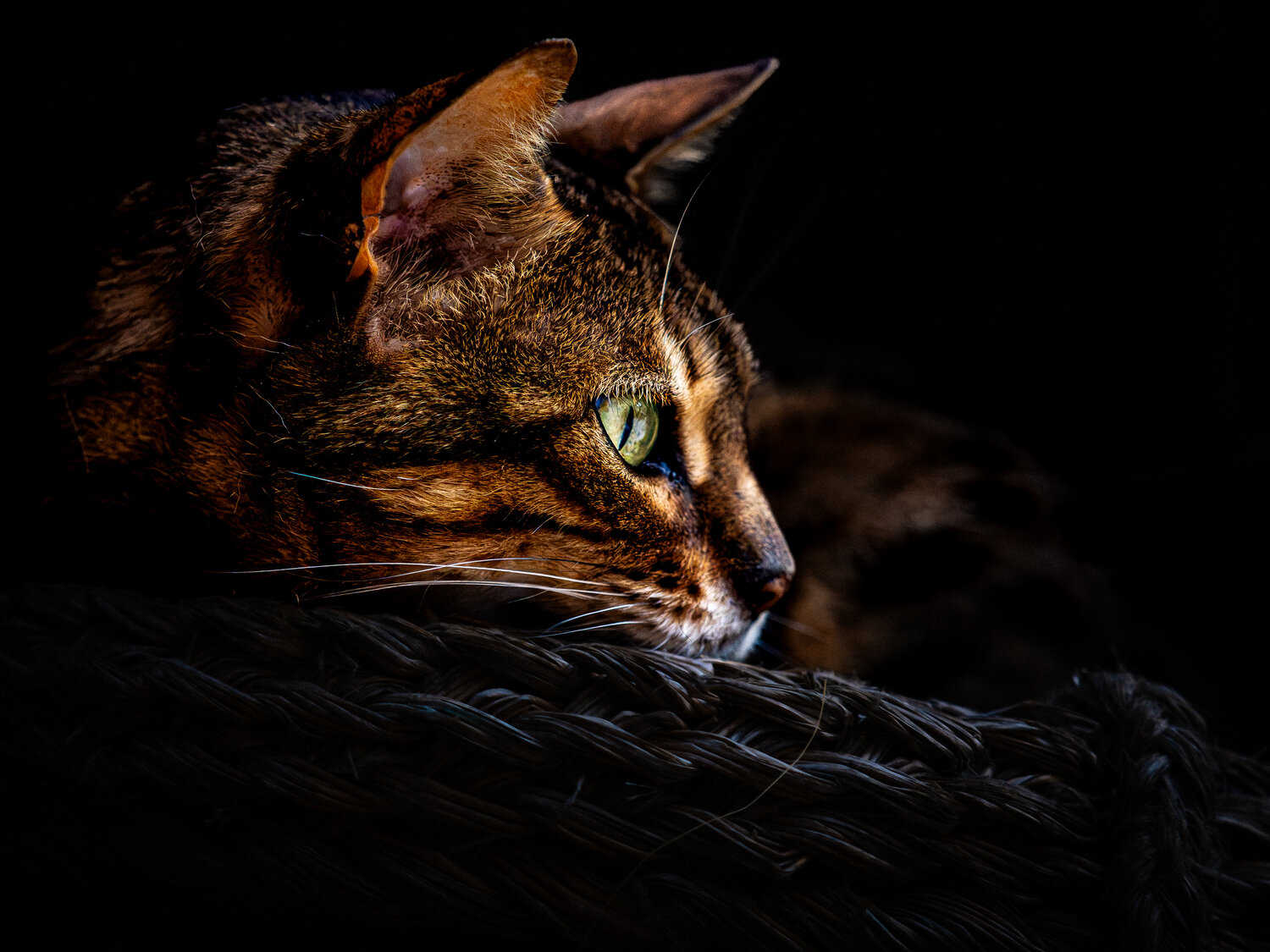 Photo #14047519