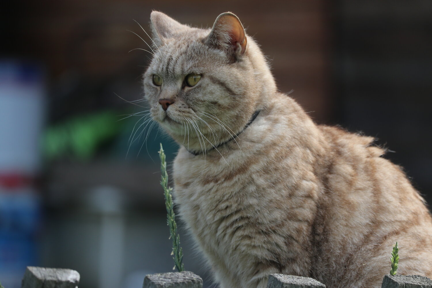 Photo #14047533