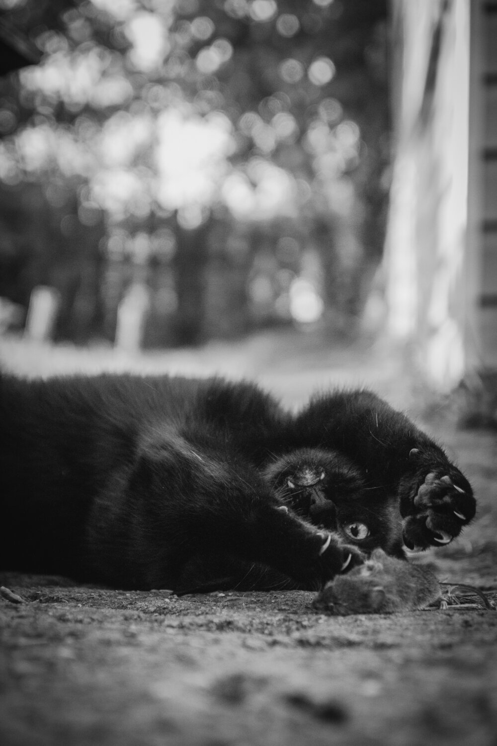 Photo #14047649