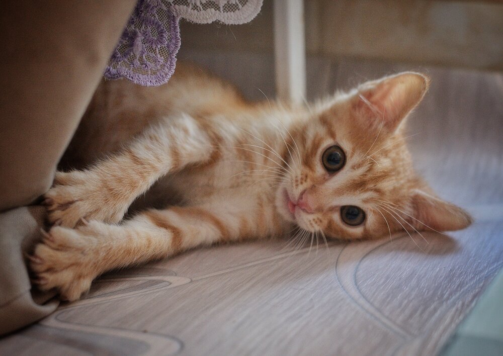 Photograph by Vasilisa the Beautiful