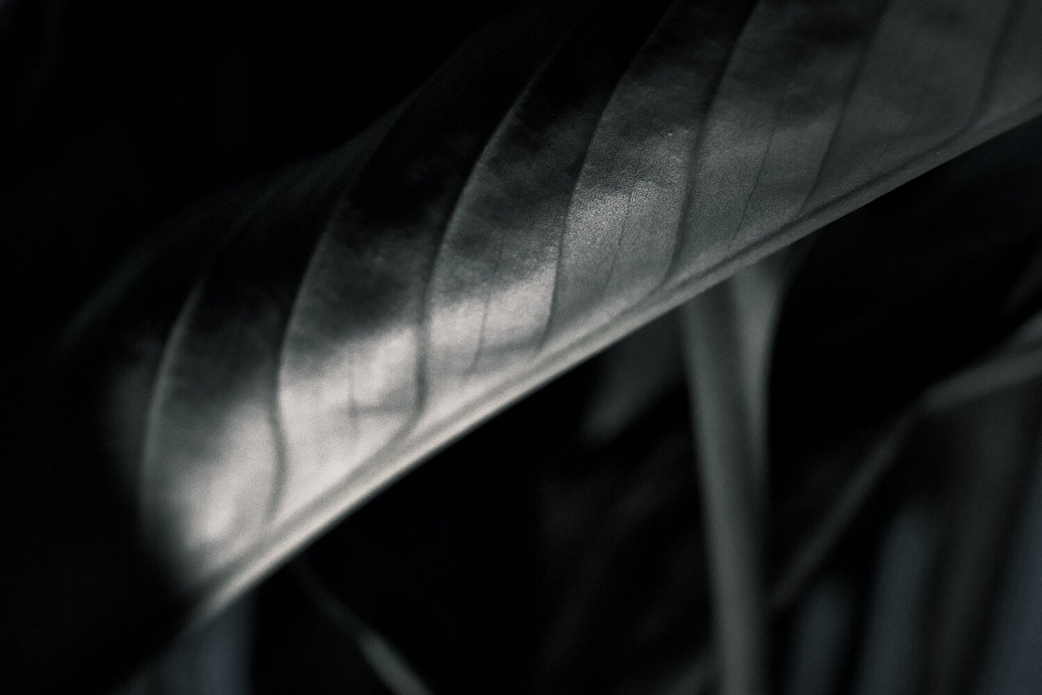 Photo #14047946