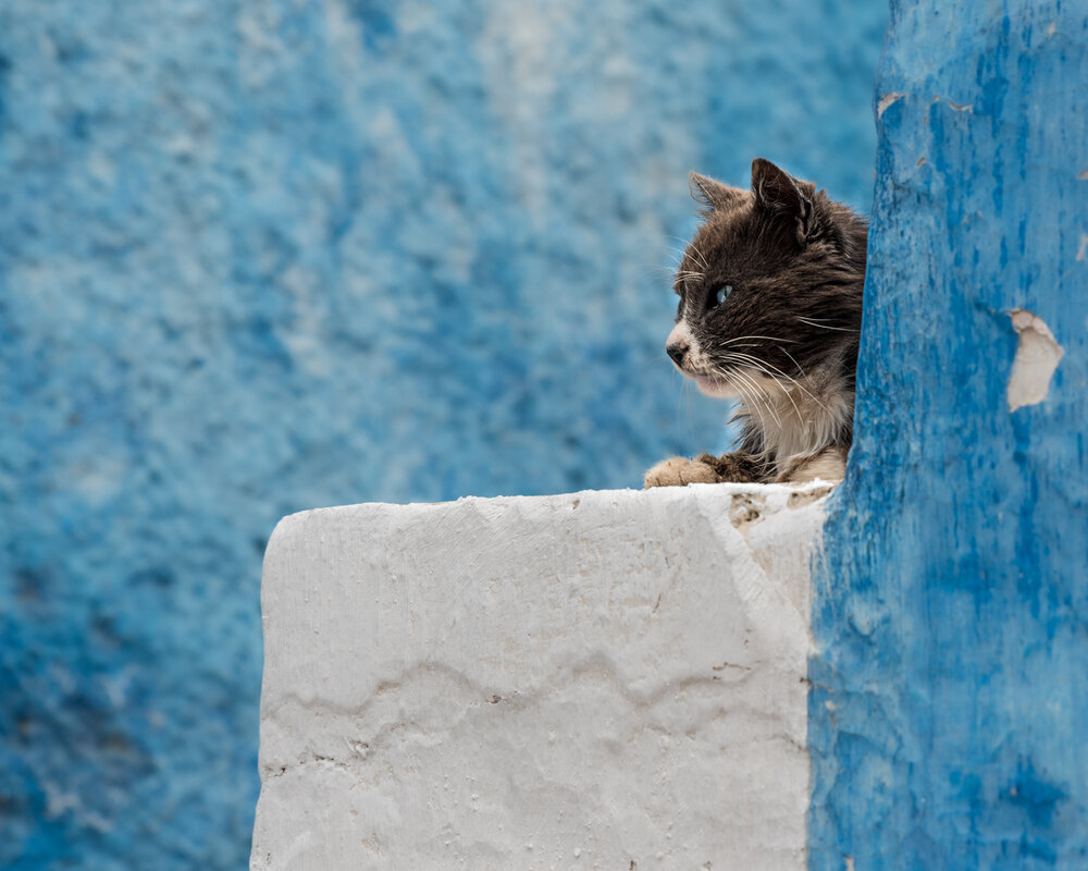 Photograph by Sophie Abuhazera