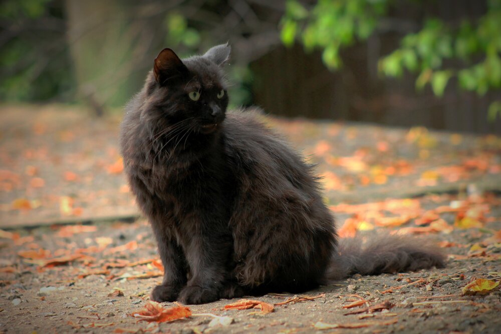 Кошачий двор на Кантемировской