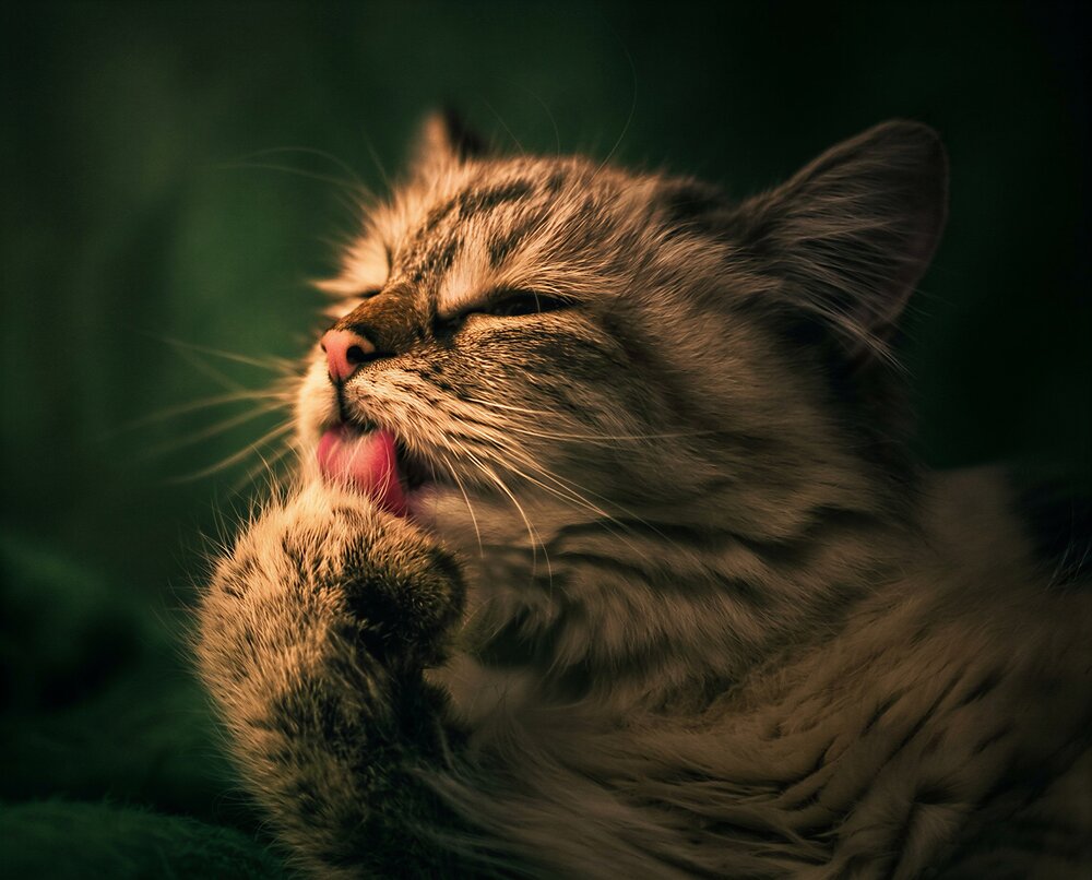 Photograph by Владимир Михайлов