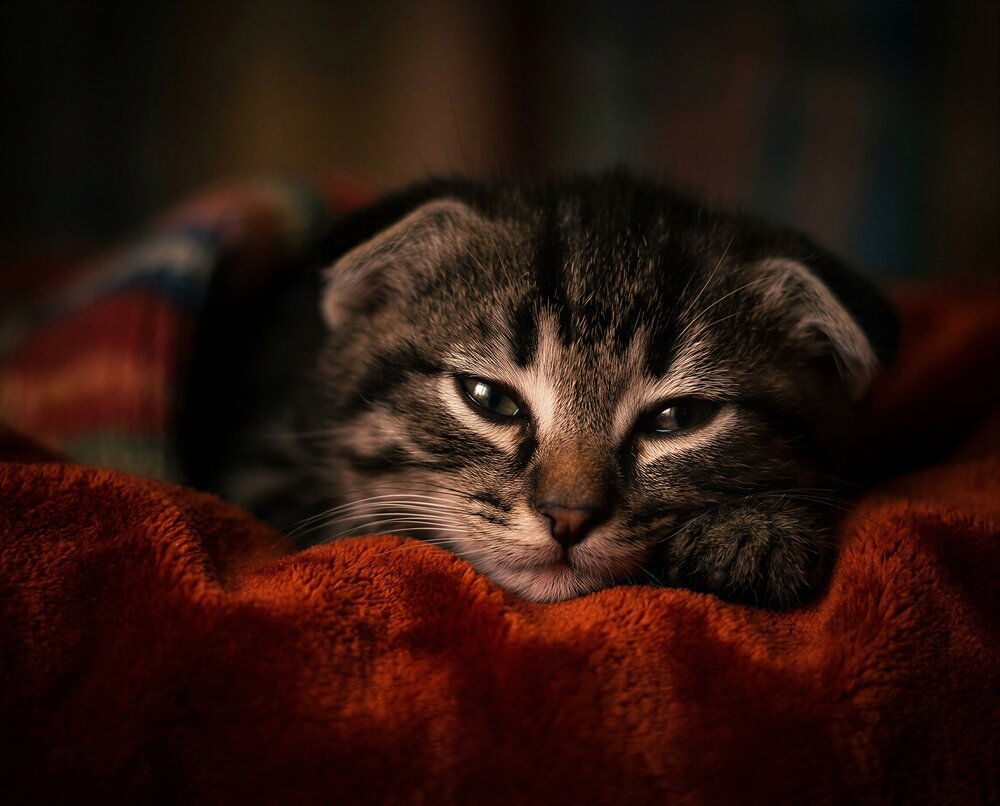 Photograph by Владимир Михайлов