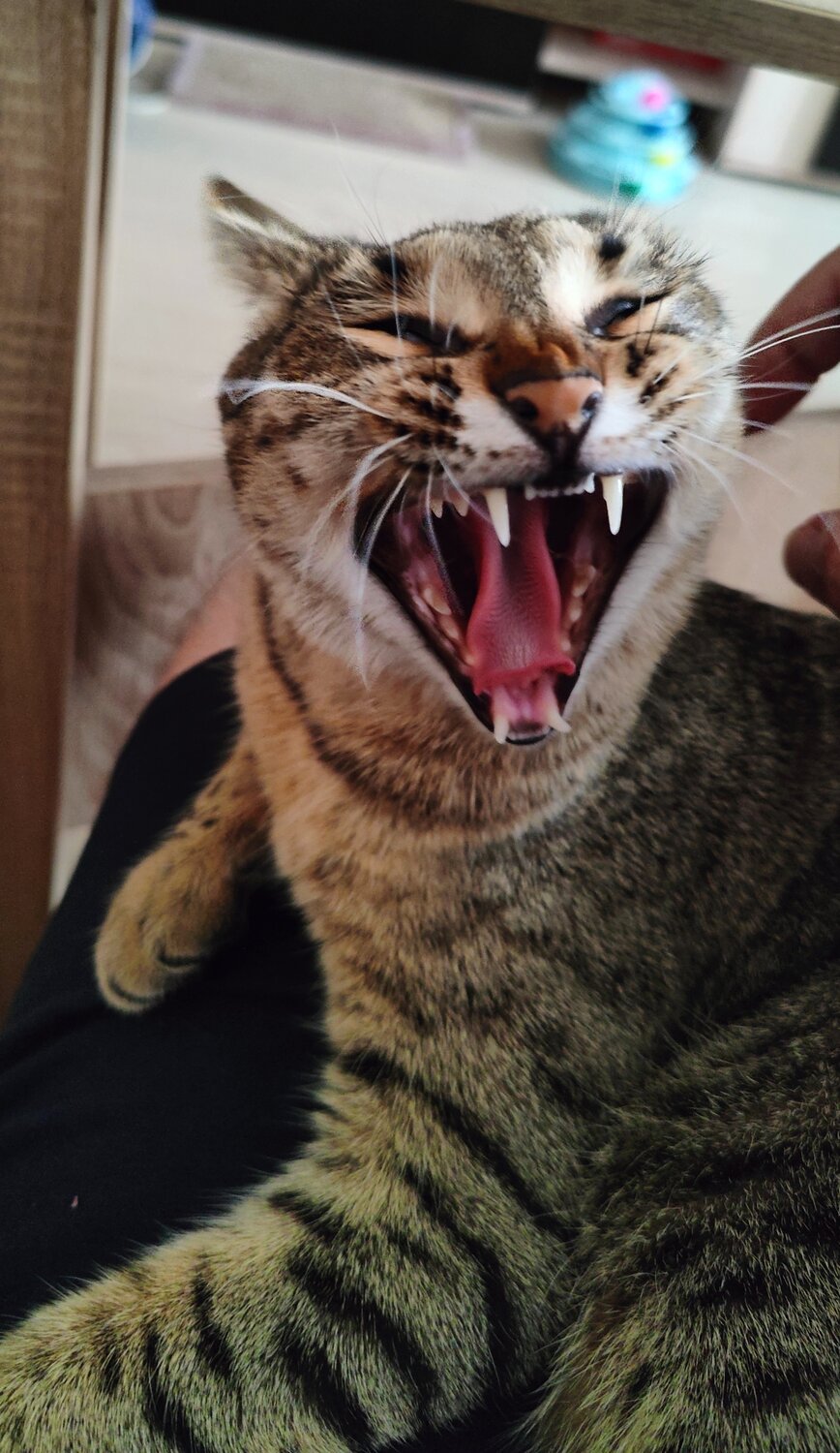 Photo #14048382