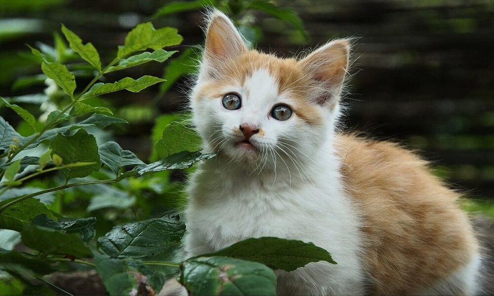 Photograph by Алексей Волков