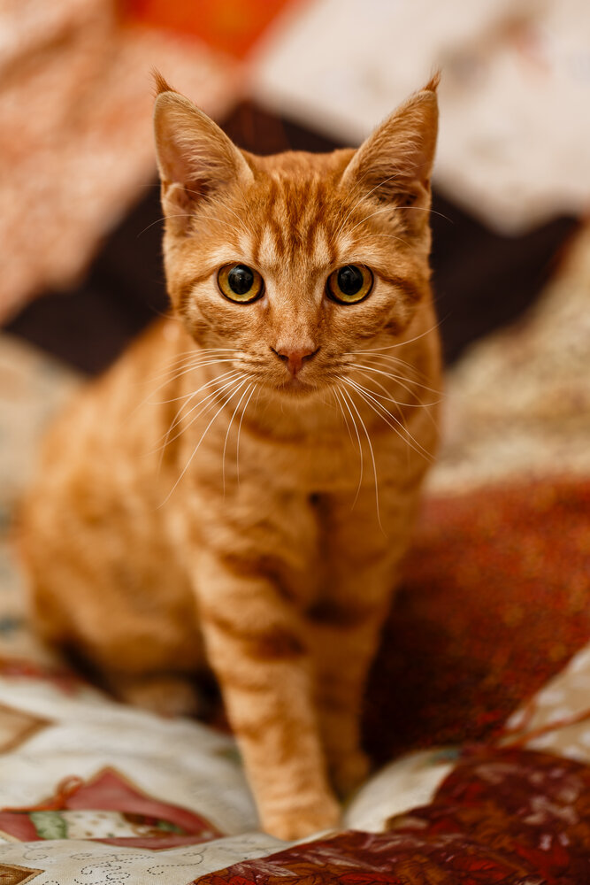Who’s the boss of the house?