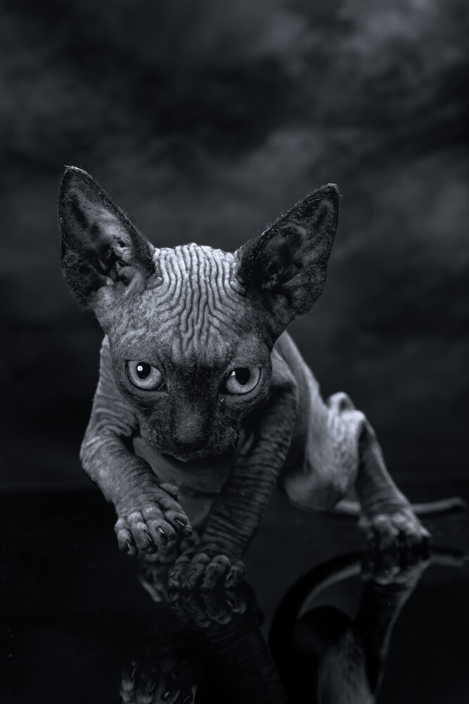 Predator