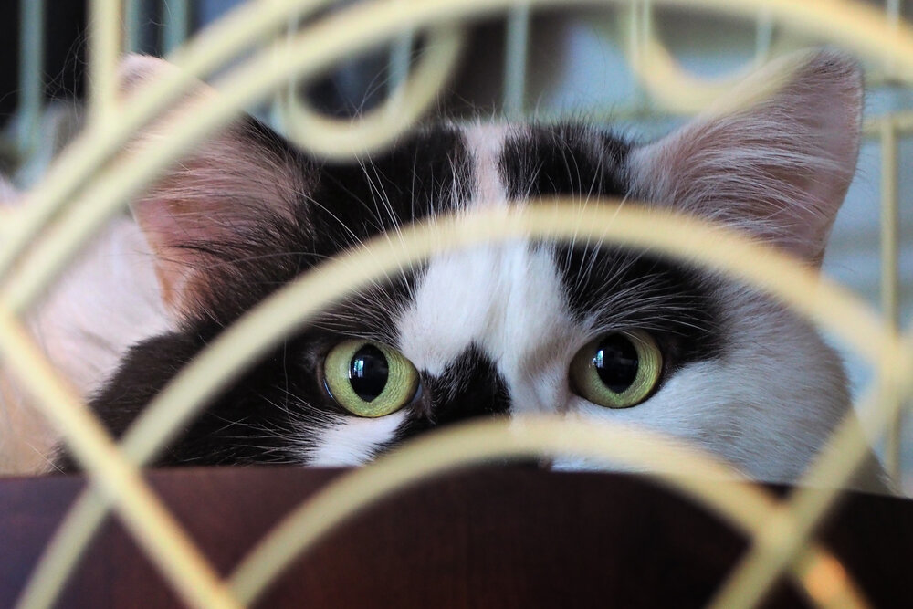 Eyes glaring at their prey.