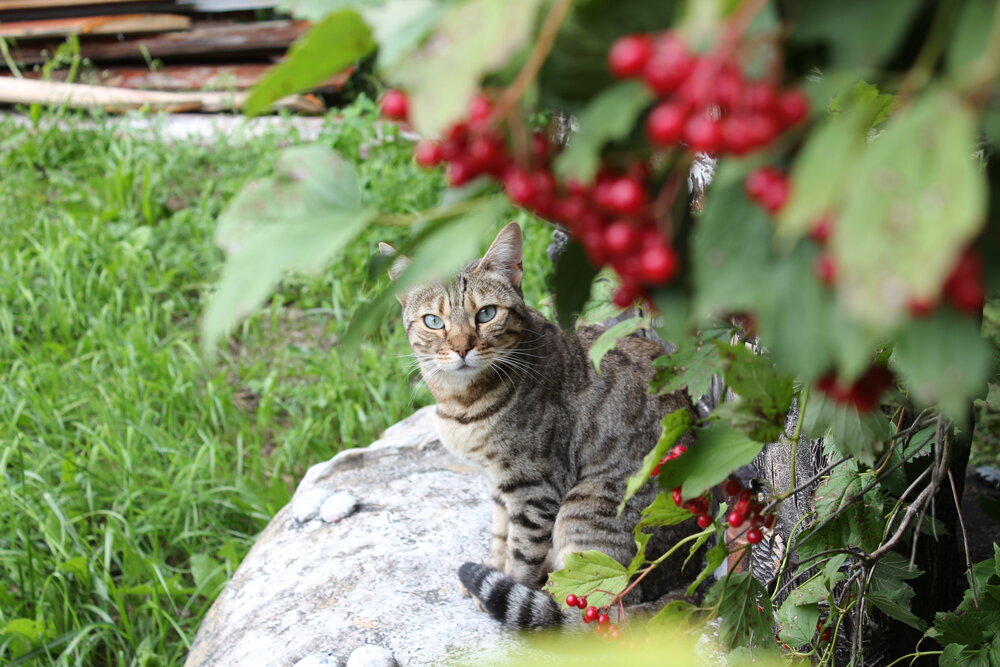 Photograph by Ирина Рогова