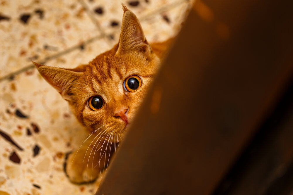 We\'re playing cat and mouse.