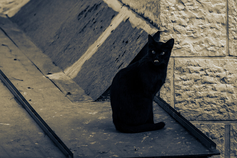 I am a phantom on the wings of night