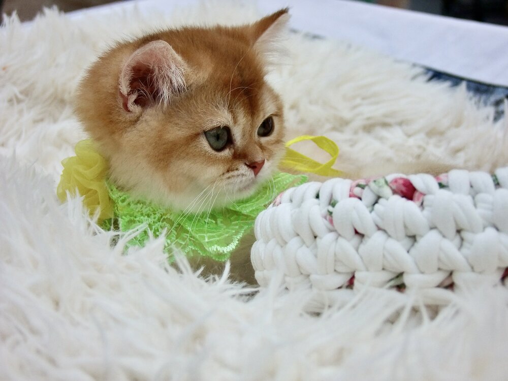 Photograph by Татьяна Шитлина