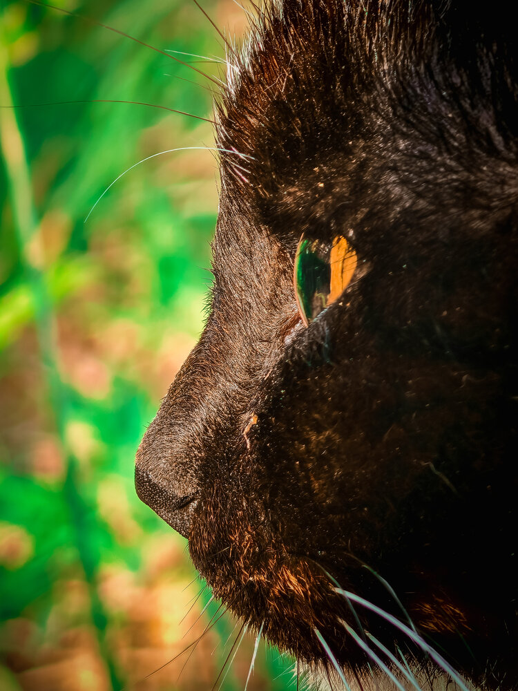 Photograph by Bilal Agalarov