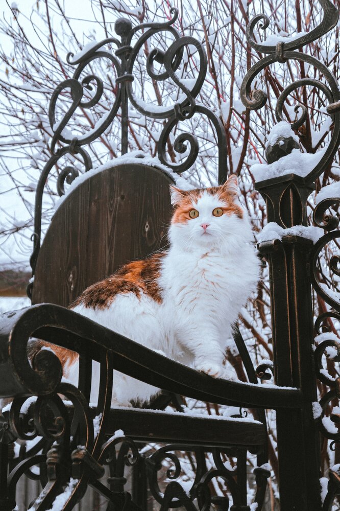 Photograph by Георгий Огурцов