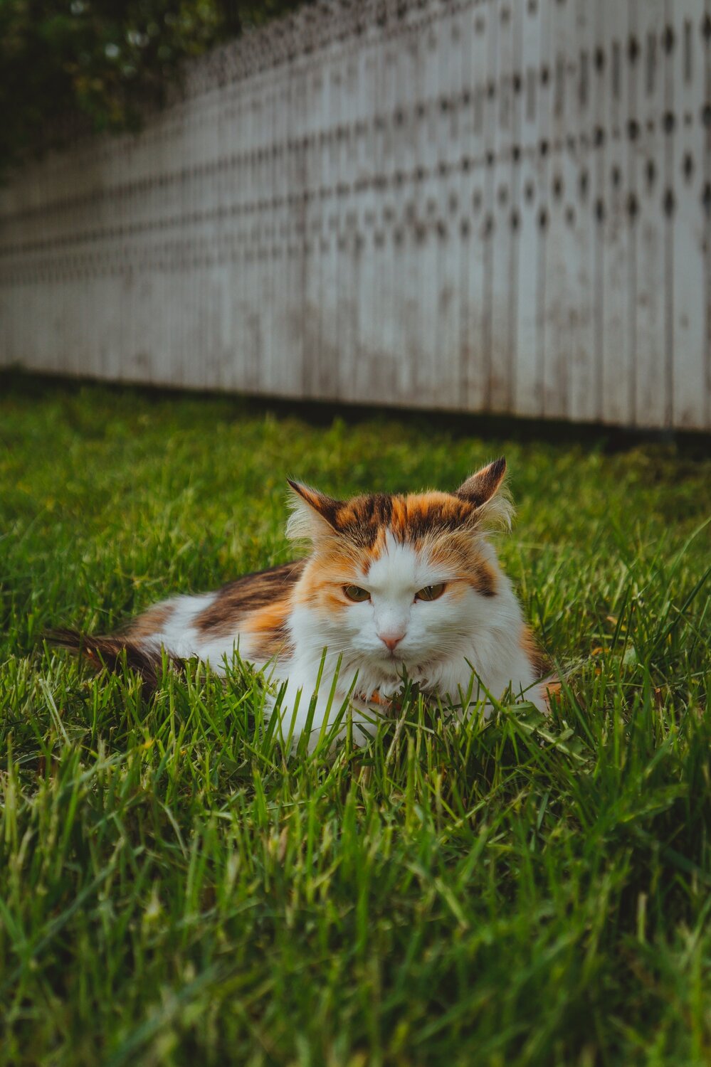 Photo #14048724