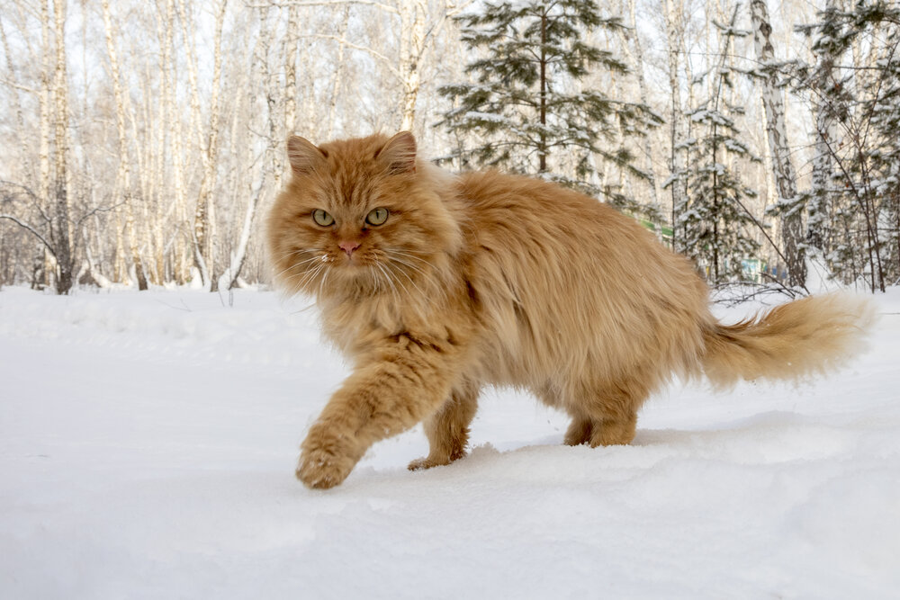Уличный кот посреди зимы