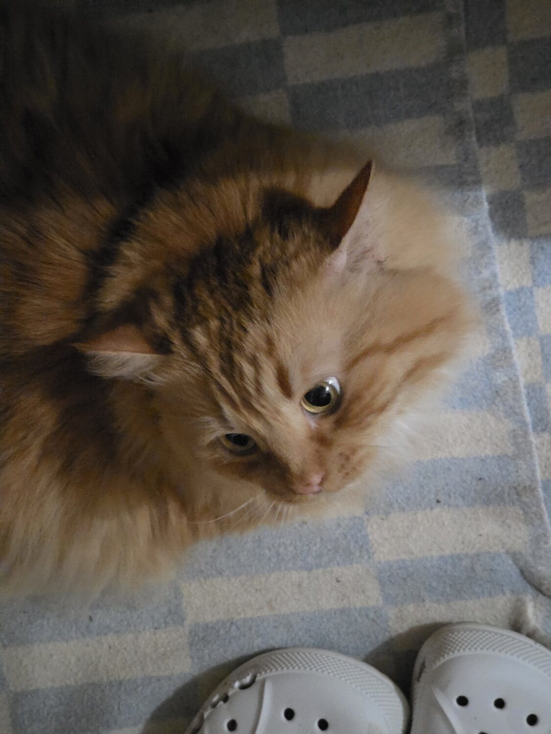 Photo #14048933