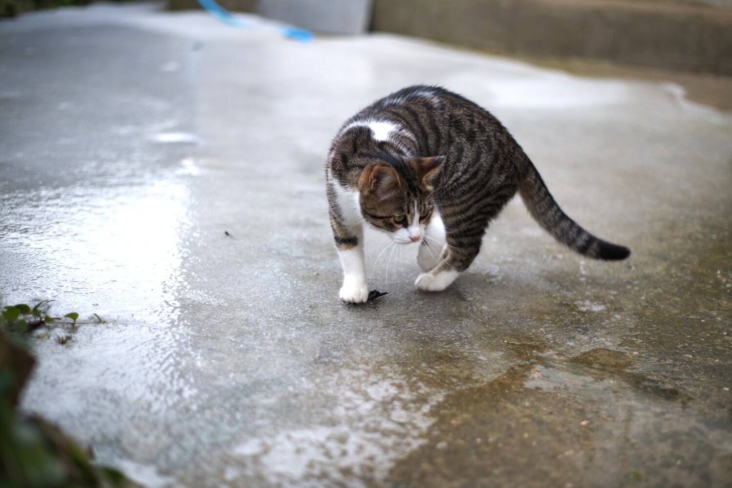 Photo #14048944