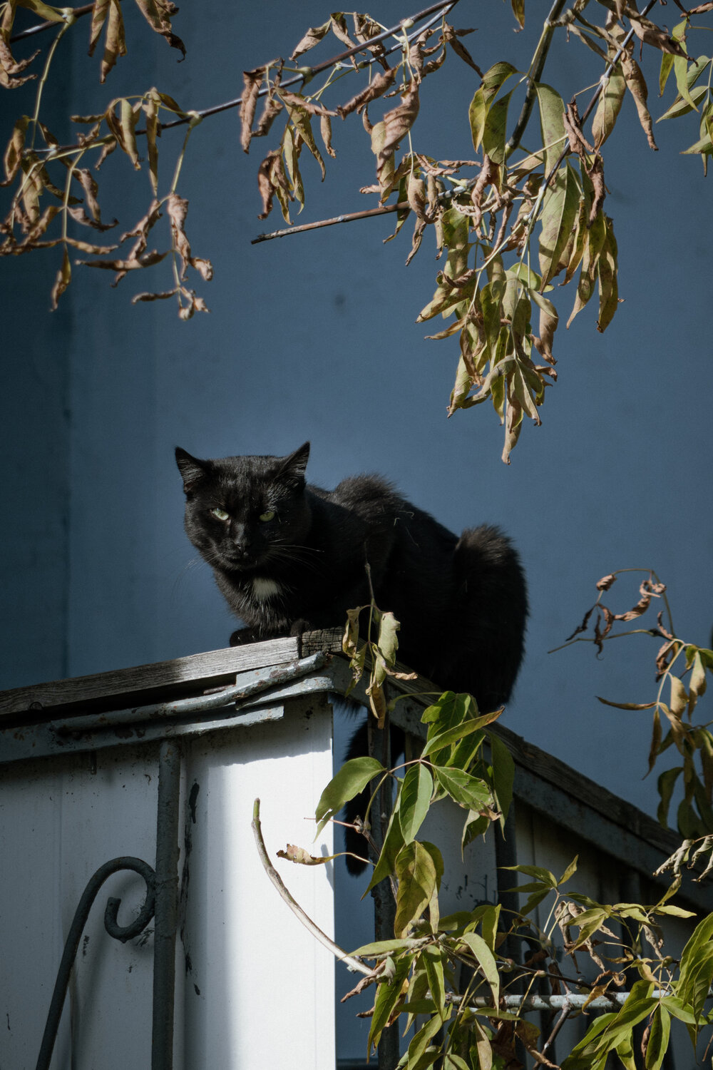 Photo #14049075