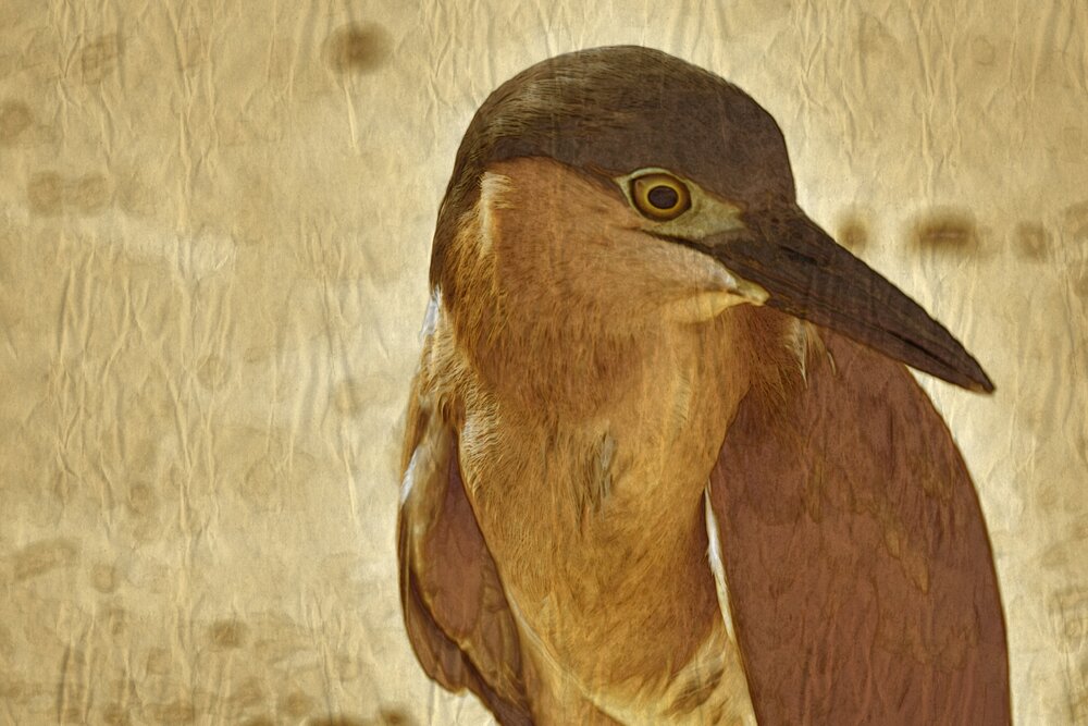 The Swamp Heron Portrait
