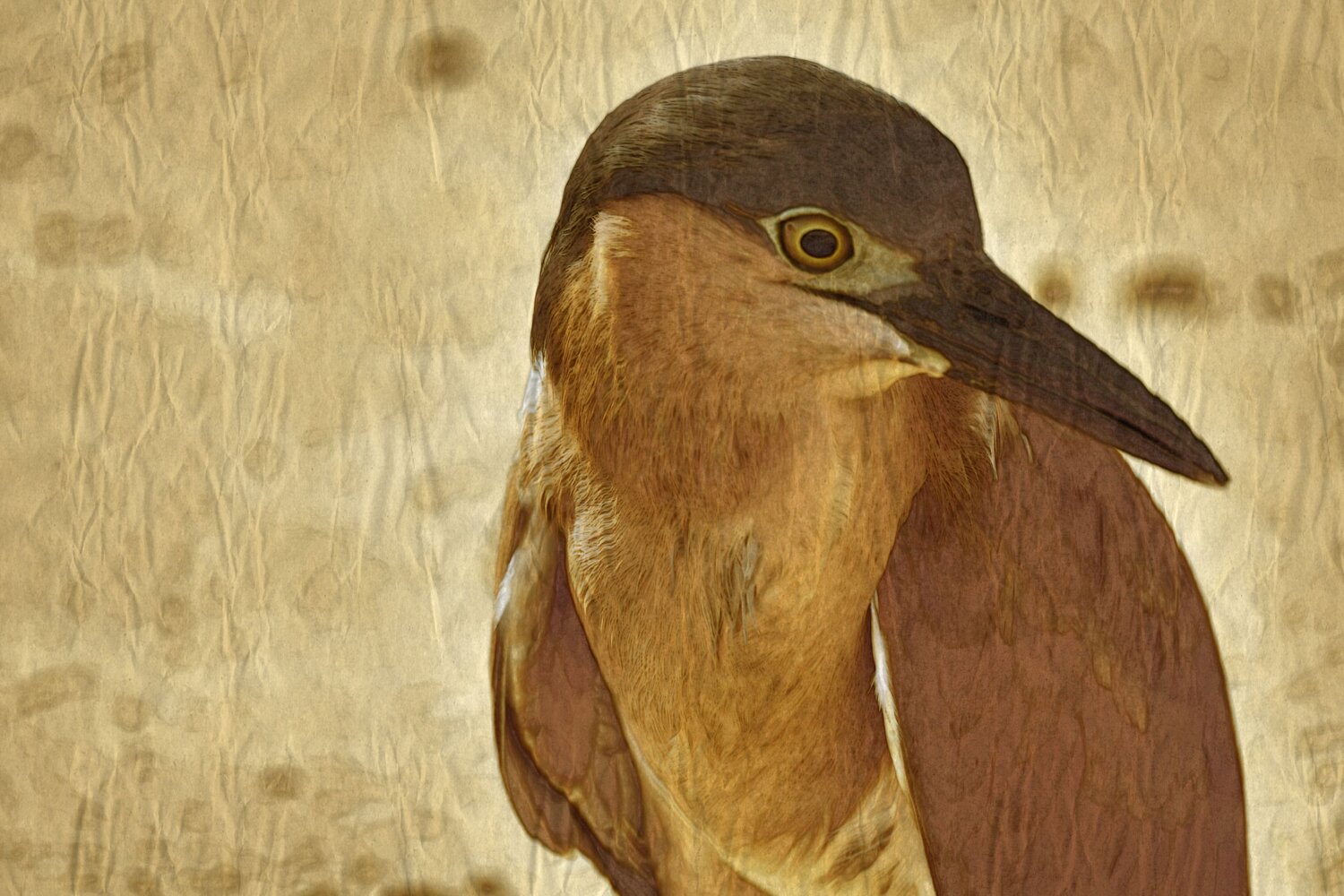 The Swamp Heron Portrait