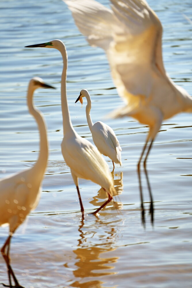 A flock of Egret birds