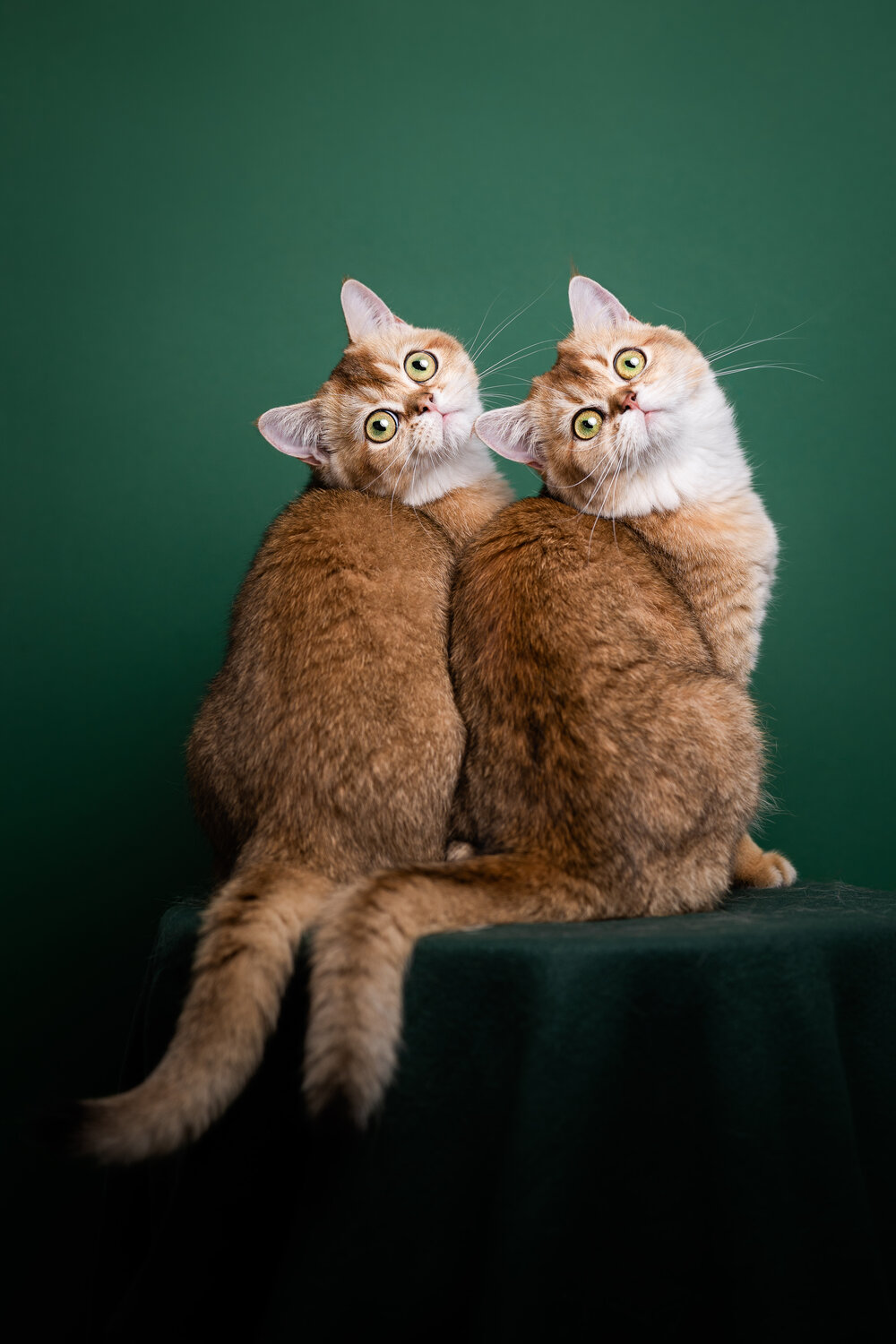 Photo #14049183