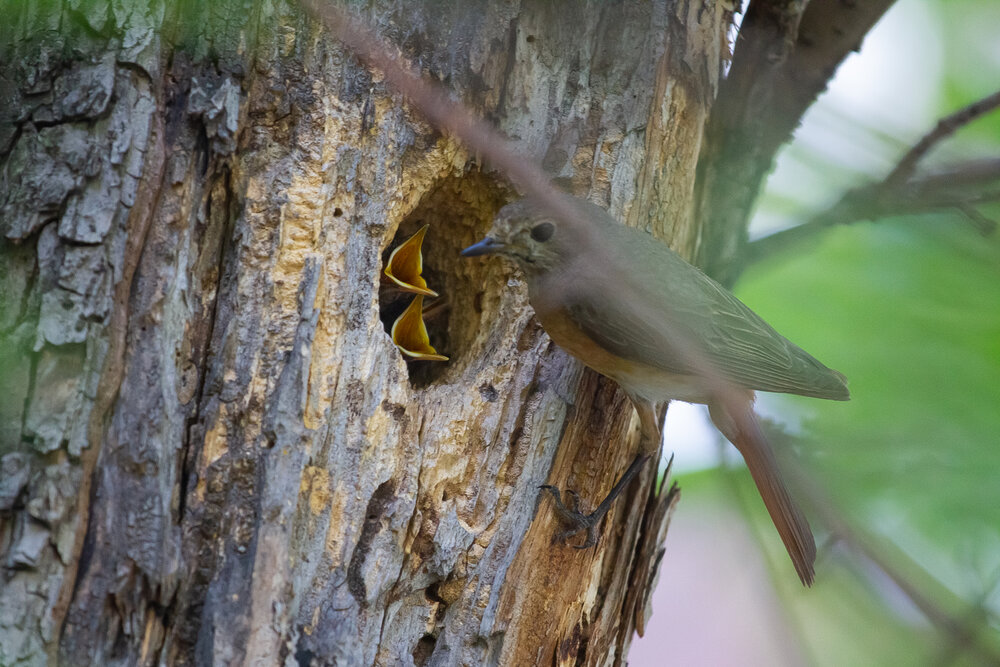 Photo #14049189