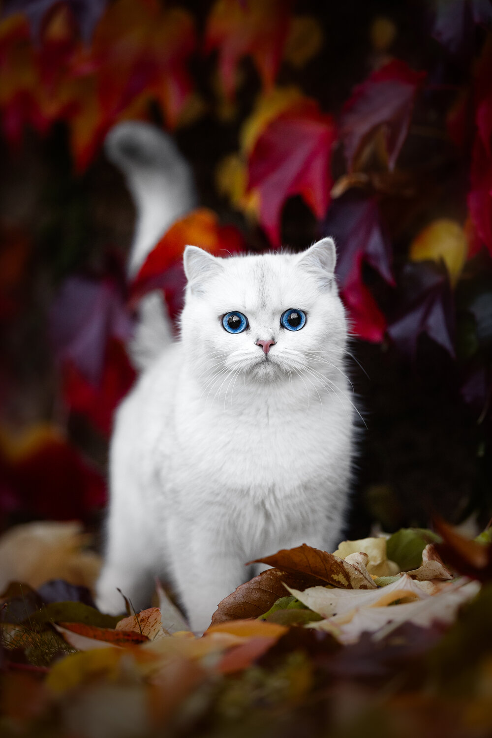 Photo #14049202