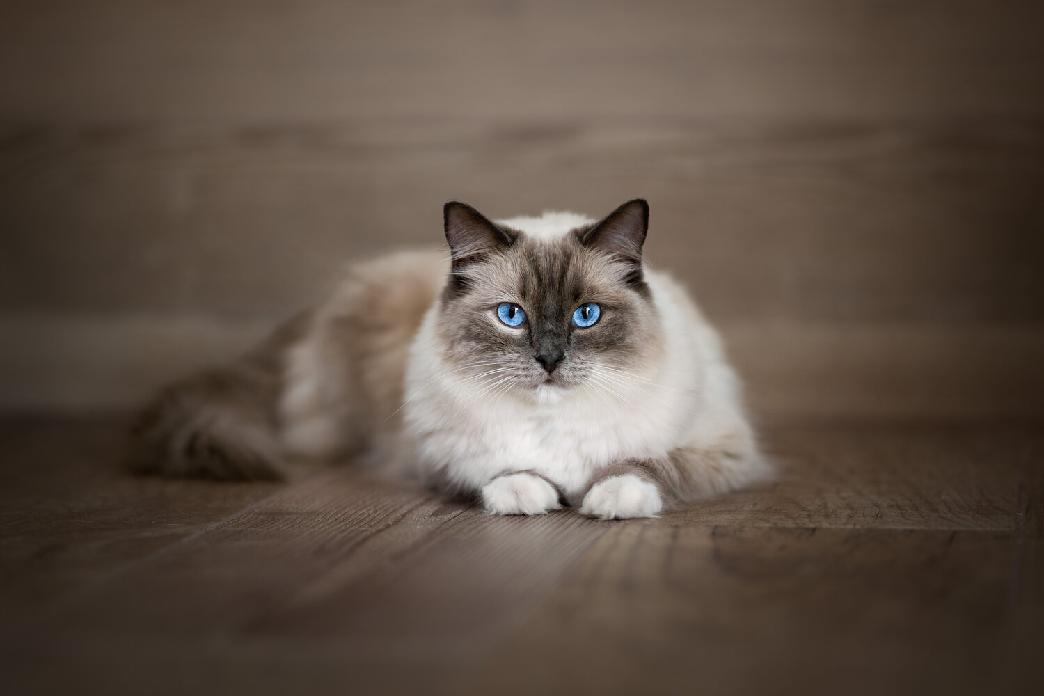 Photo #14049226