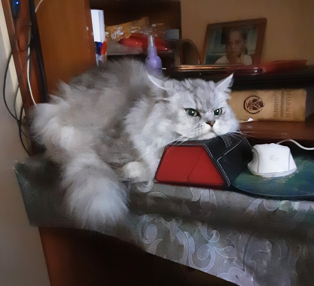 Photo #14049460