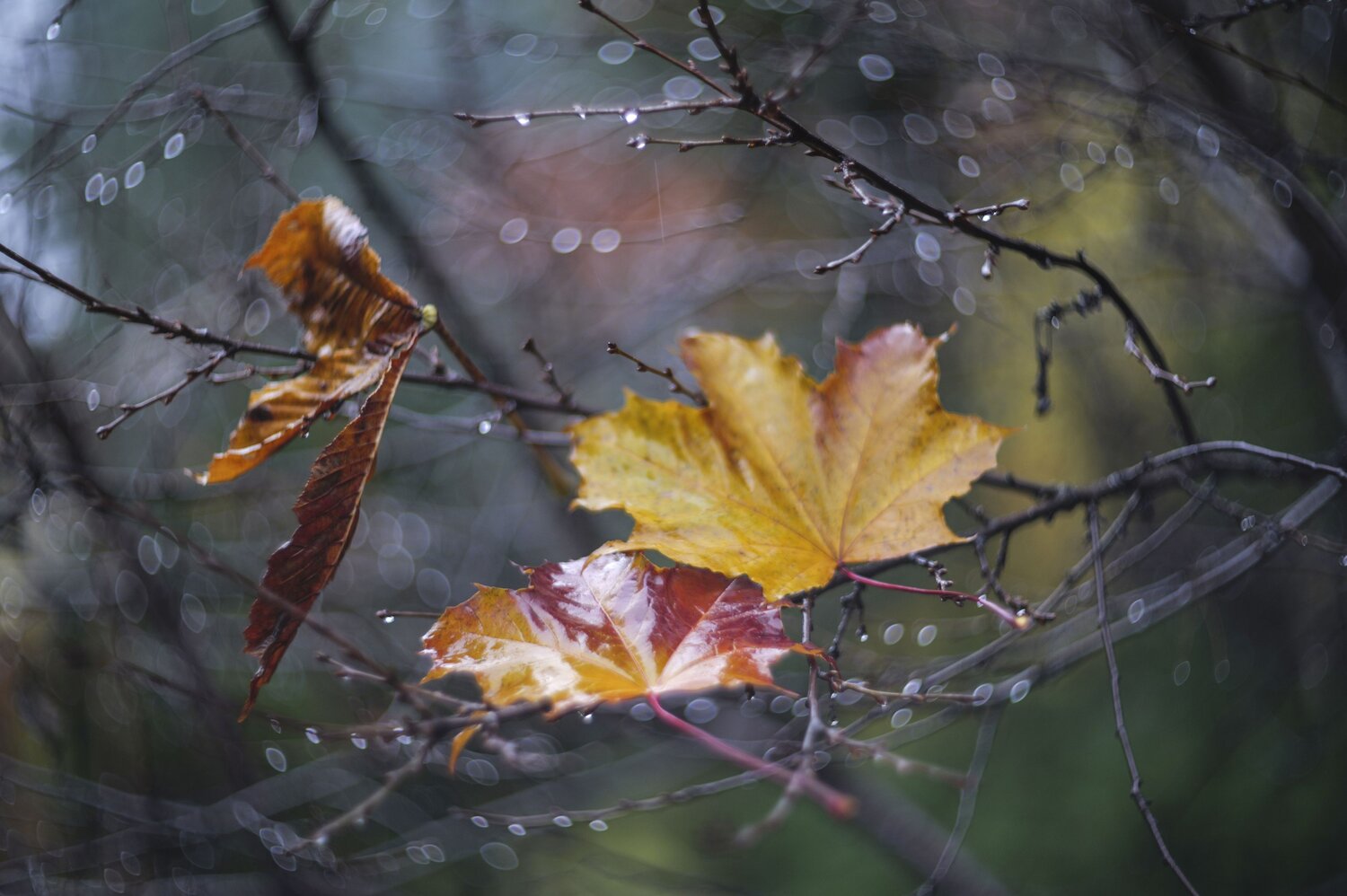 Photo #14049474