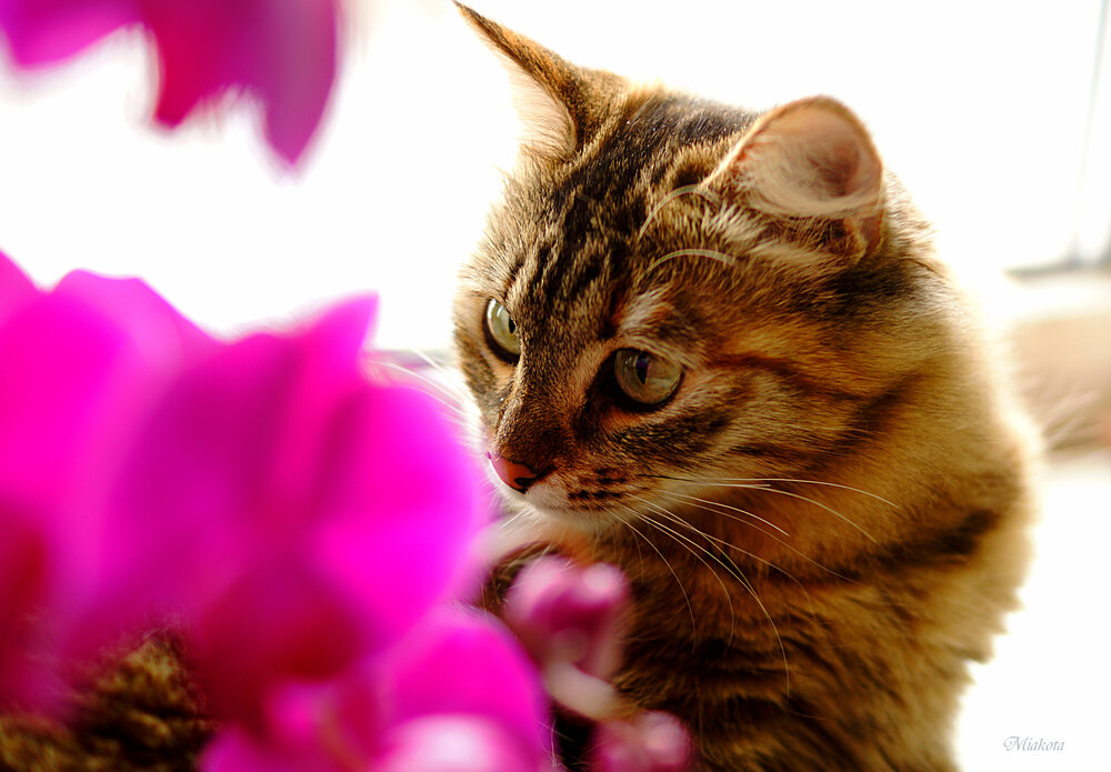 Photograph by Алексей Мякота