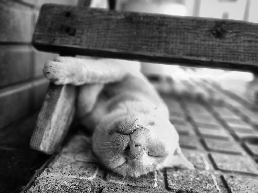 Midday Slumber