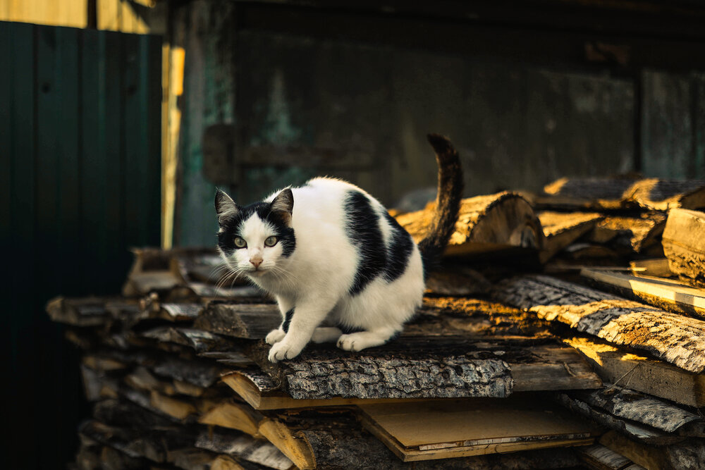 Кот Феликс