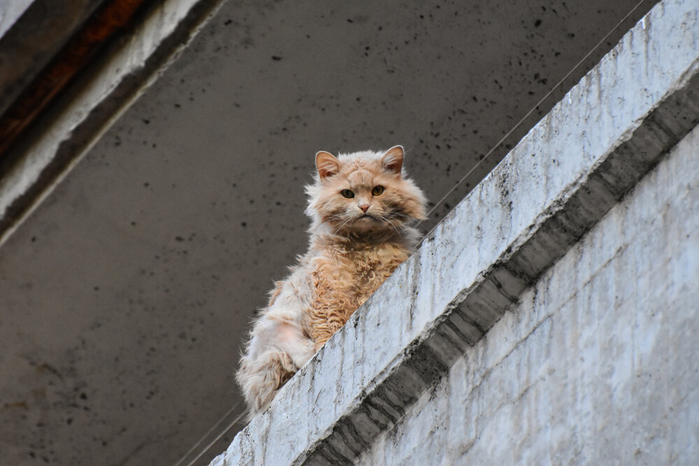 Кудрявый барон
