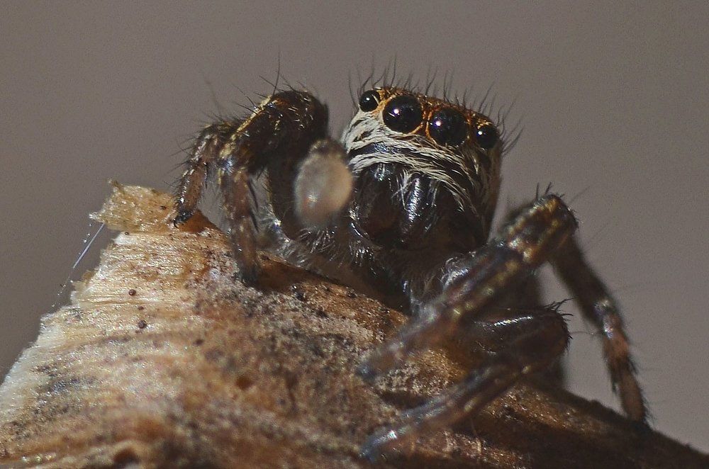 Паучище/Spiders