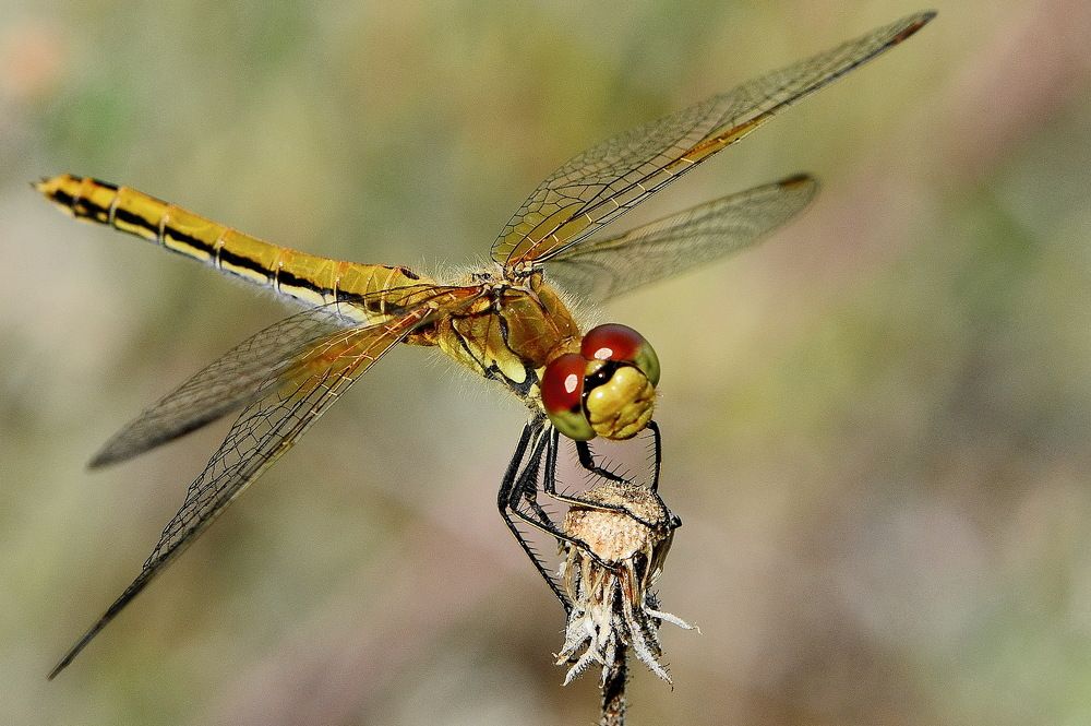 Ты сними,сними меня фотограф.