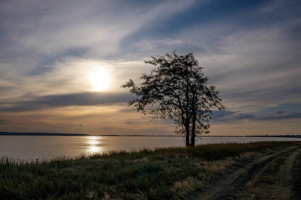 Одинокое дерево